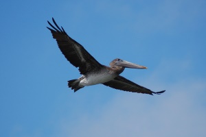 vliegende pelikaan | Pascagoula MS